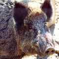 cinghiale1