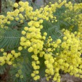 mimosa