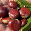 castagne