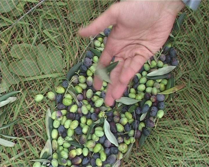 olive
