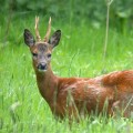 capriolo-capreolus-capreolus