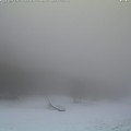 neve-cipolla-2