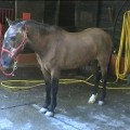 samuele-ranch-cavallo