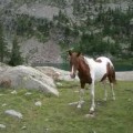 cavallo