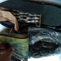 110418-hashish-sequestrato-carabinieri-sestri