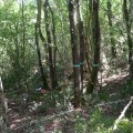 alberi