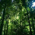 foresta-pluviale