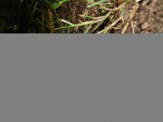 foto varie 201101 035