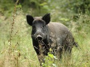 caccia cinghiale