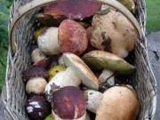 funghi