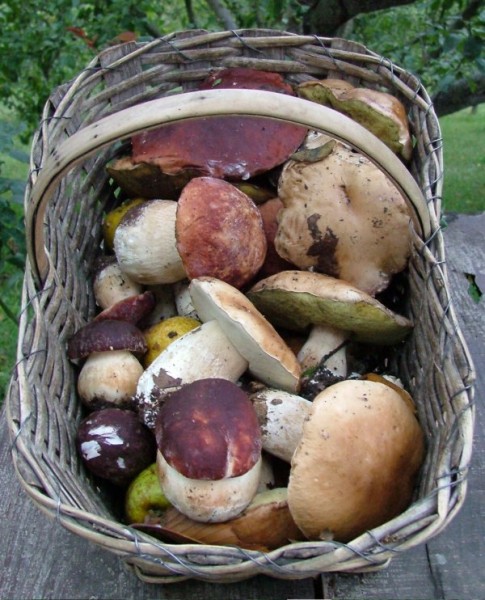 funghi