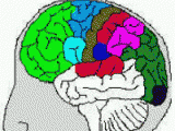 epilessia