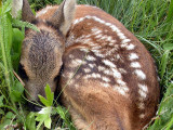 130522_capriolo