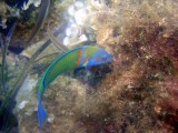 130722_snorkeking baia silenzio sub donzella pavonina