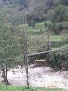 malvaro in piena