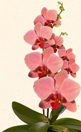 Orchidea_low