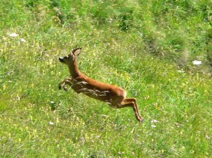 capriolo[1]