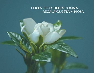gardenia aism