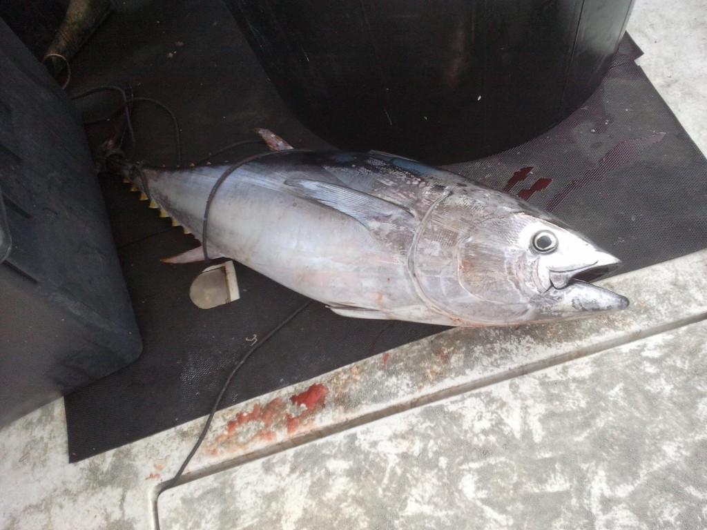 pesca