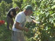 Vendemmia