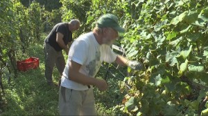 Vendemmia