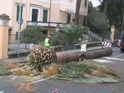 taglio palme sampierdicanne