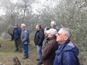 olive 1