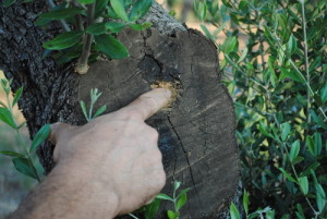 xylella