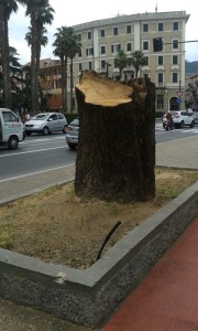 secolare canfora a Sestri L.