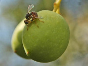 ovideposizione-mosca-olivo