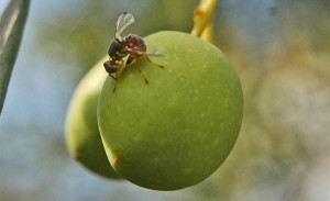 ovideposizione-mosca-olivo