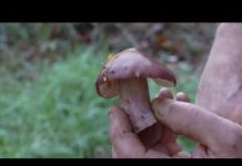 Iniziata la stagione dei funghi. Attenzione alle regole per raccoglierli