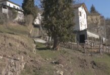 Incontro sui cinghiali in Regione, Coldiretti chiede di ridurne il numero – VIDEO