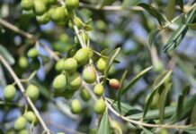 Sestri L. distribuirà gratuitamente trappole per la mosca dell’olivo