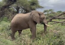 Entra nel vivo il pellegrinaggio in Tanzania della Diocesi di Chiavari