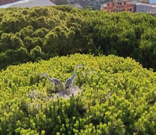 Rapallo, un nido di aironi cambia la mappa delle storiche sparate di mascoli