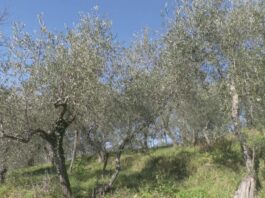 Agricoltura: le conseguenze negative del caldo, patiscono gli ulivi liguri