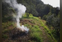 Stato di grave pericolosità incendi: potenziati i controlli dei CC Forestali