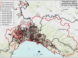 Peste suina africana: sette nuovi casi in Liguria per un totale di 1354