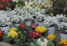 Fiori, nuovo decreto per il settore: in Liguria genera 500 milioni di fatturato