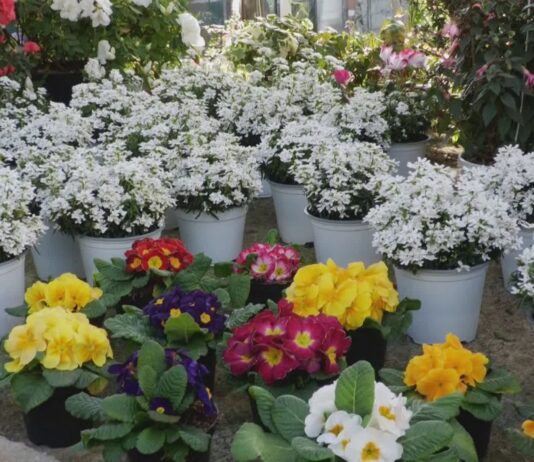 Fiori, nuovo decreto per il settore: in Liguria genera 500 milioni di fatturato