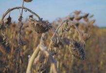 Temperature elevate, precipitazioni scarse: stress idrico in Liguria