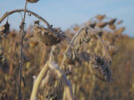 Temperature elevate, precipitazioni scarse: stress idrico in Liguria