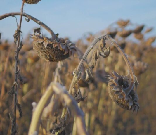 Temperature elevate, precipitazioni scarse: stress idrico in Liguria